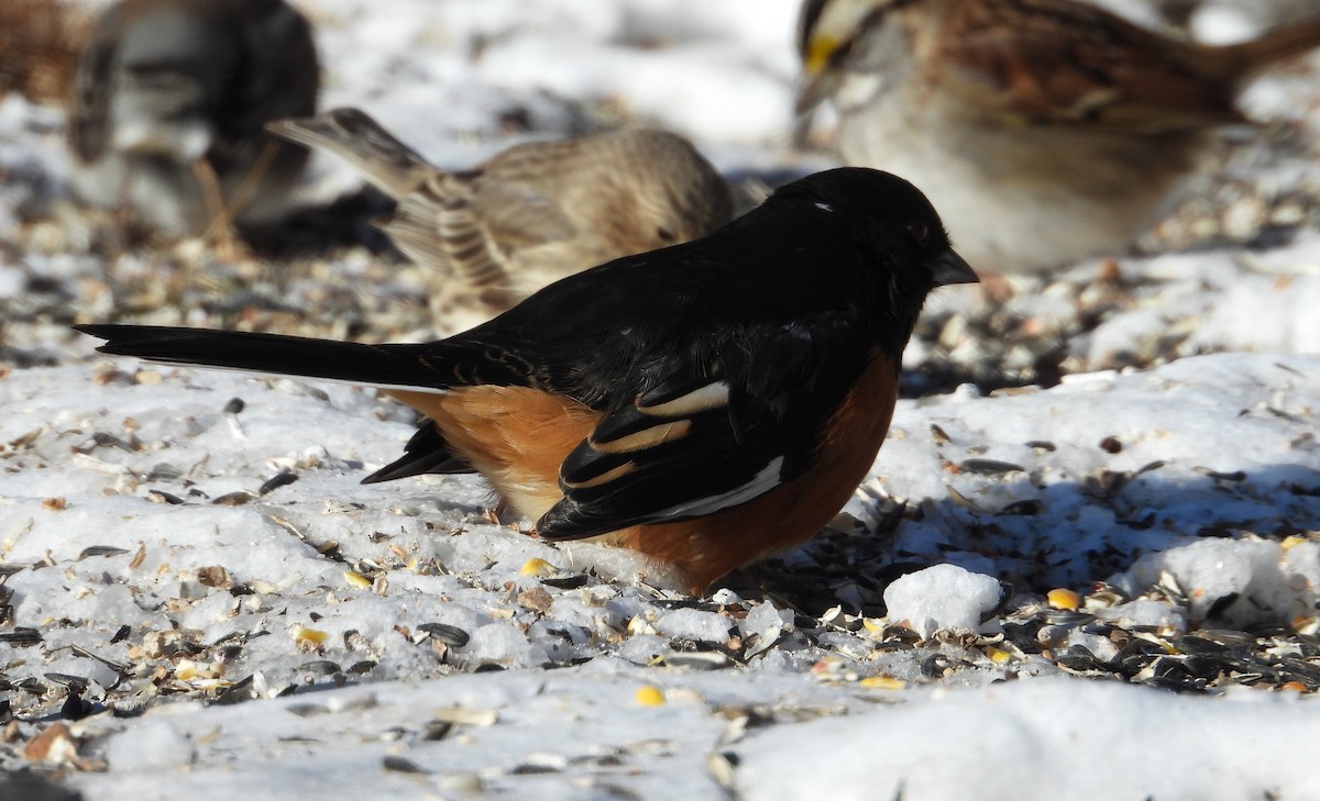 rødsidetovi - ML646917675