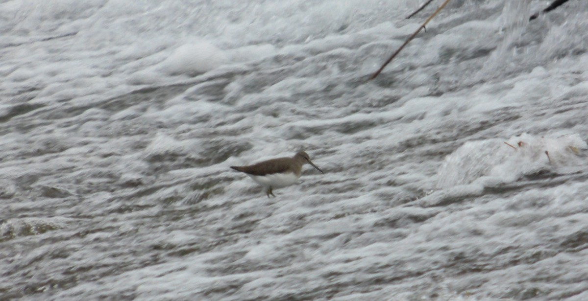 Цагаан сүүлт хөгчүү - ML646917679