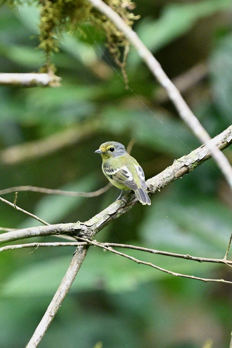 Wing-barred Piprites - ML646917680