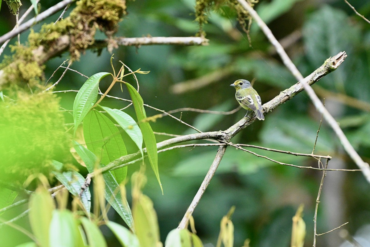 Wing-barred Piprites - ML646917681