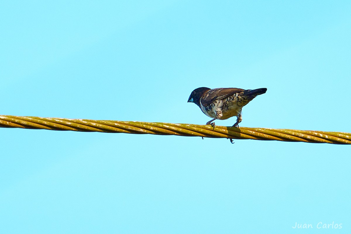Bronze Mannikin - ML646917682