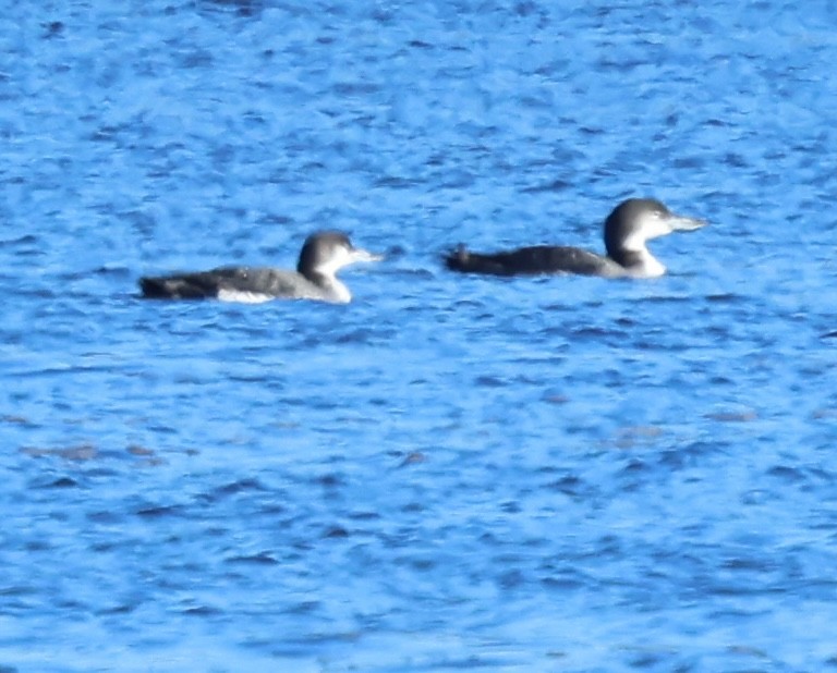 Colimbo Grande - ML646917683