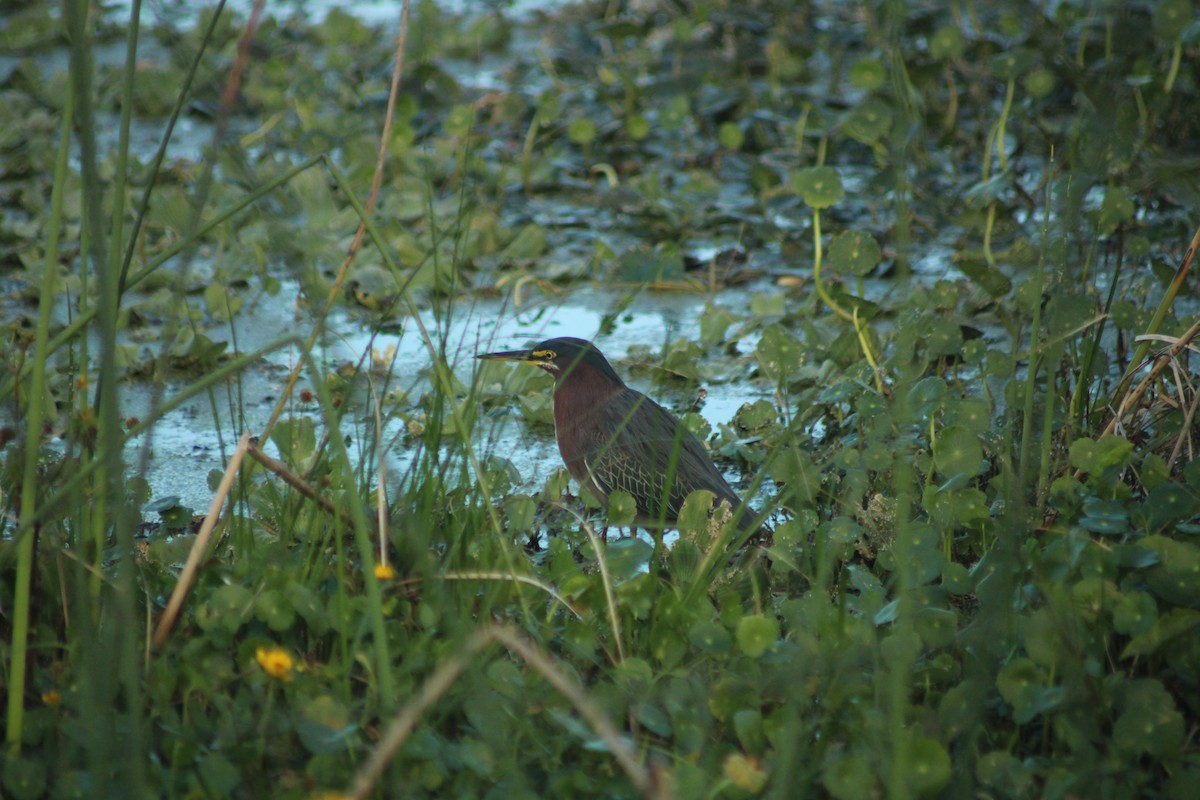 Green Heron - ML646917689
