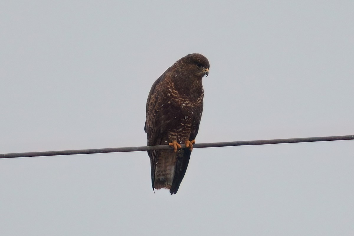 Common Buzzard - ML646917690