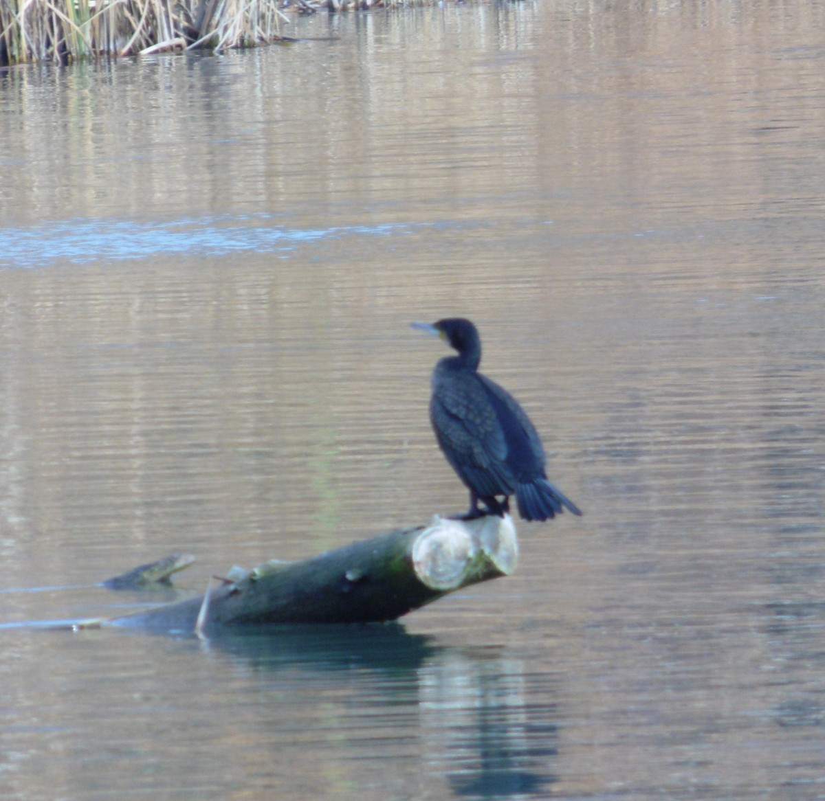 Тураг гогой - ML646917691