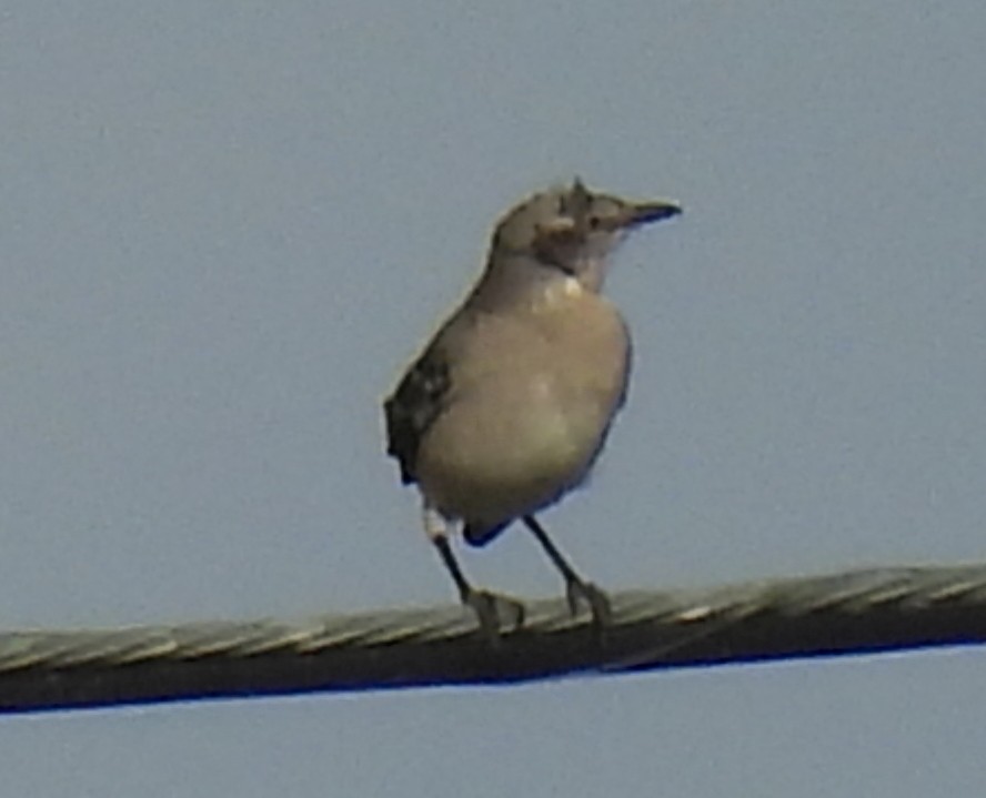 sangspottefugl - ML646917692