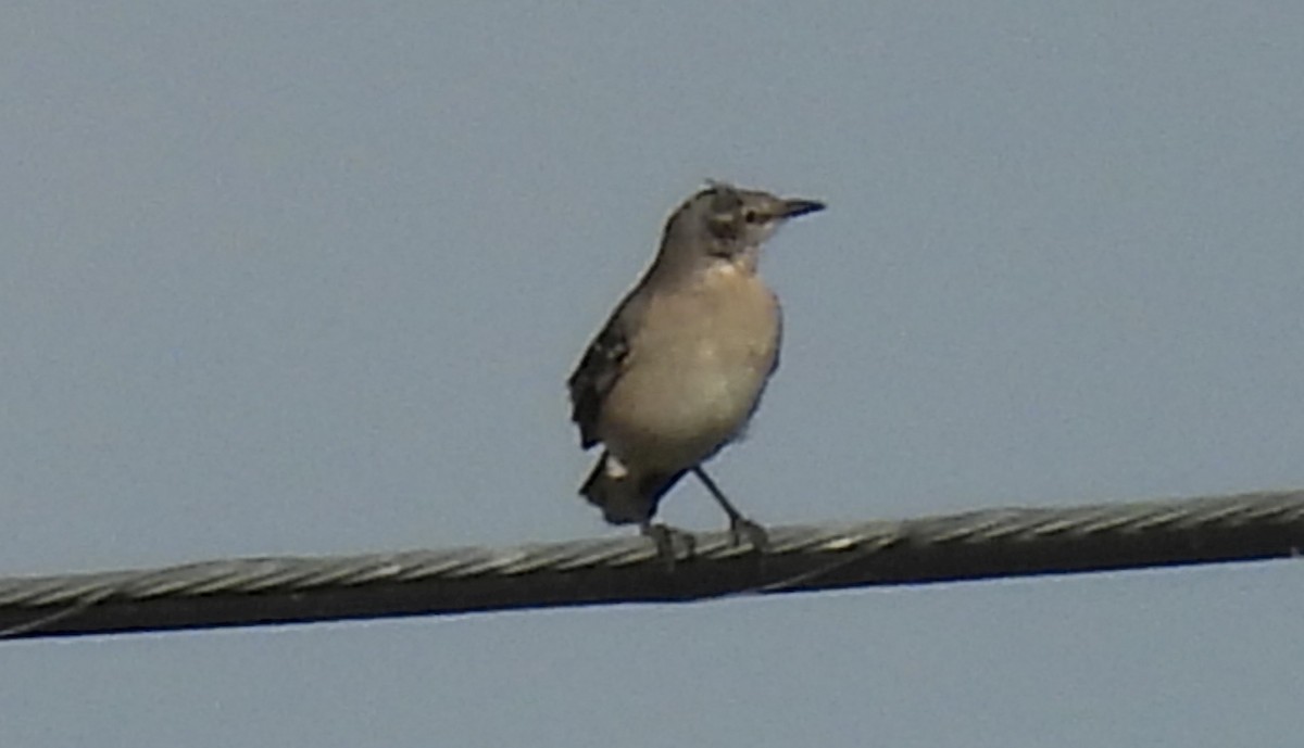 sangspottefugl - ML646917693