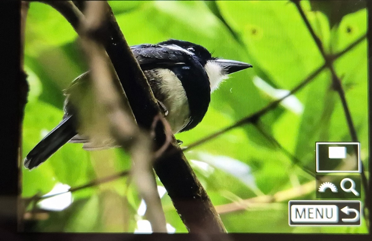 Black-breasted Puffbird - ML646917703