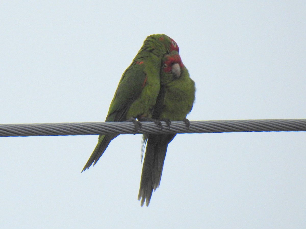 Red-masked Parakeet - ML646917704
