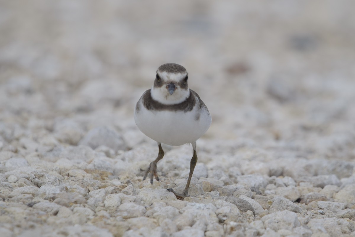 Chorlitejo Semipalmeado - ML646917705