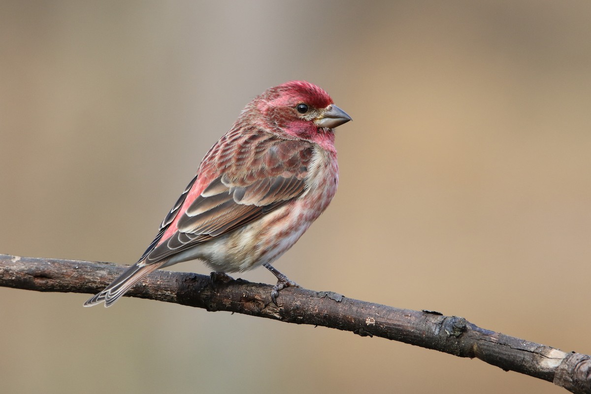 Purple Finch - ML646917707