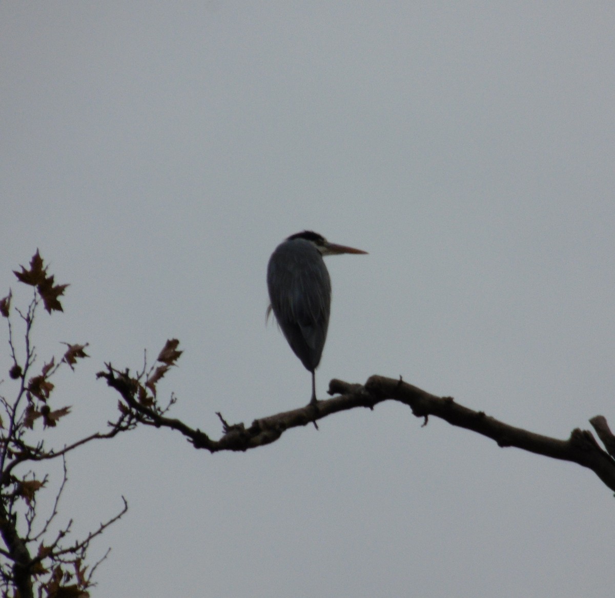 Хөх дэглий - ML646917708