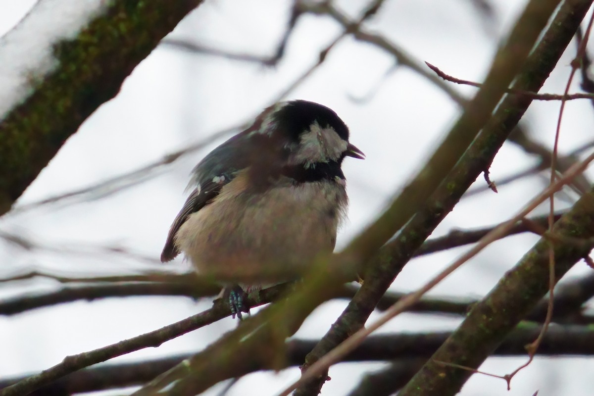 Coal Tit - ML646917710