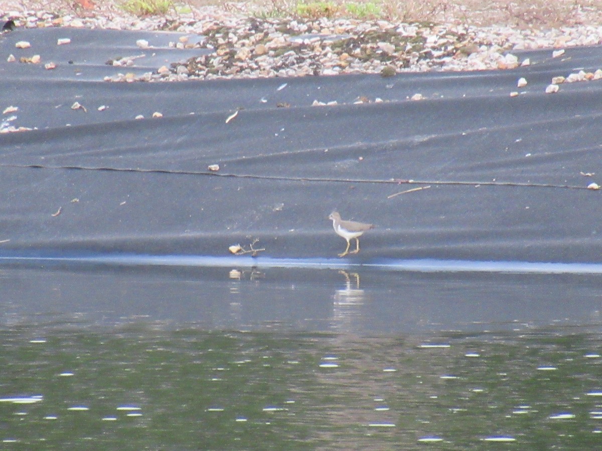 Solitary Sandpiper - ML646917716