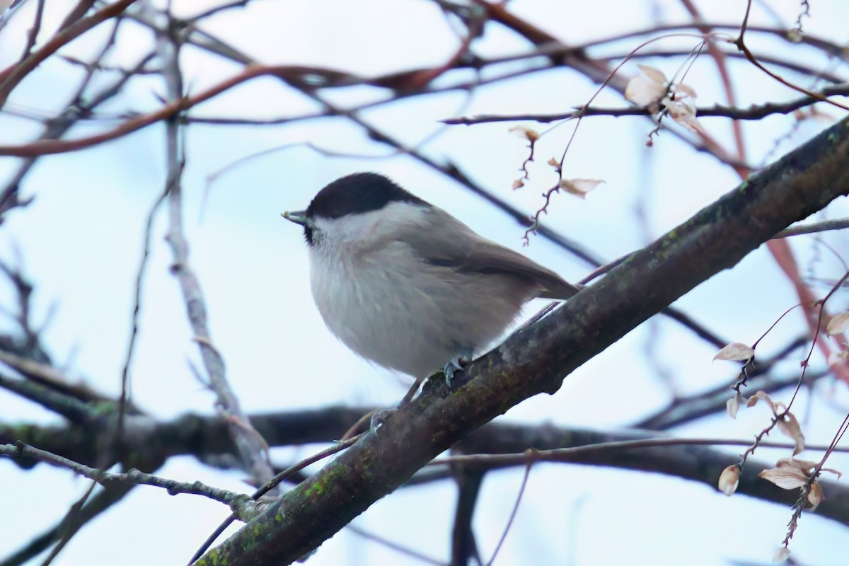 Mésange nonnette - ML646917717