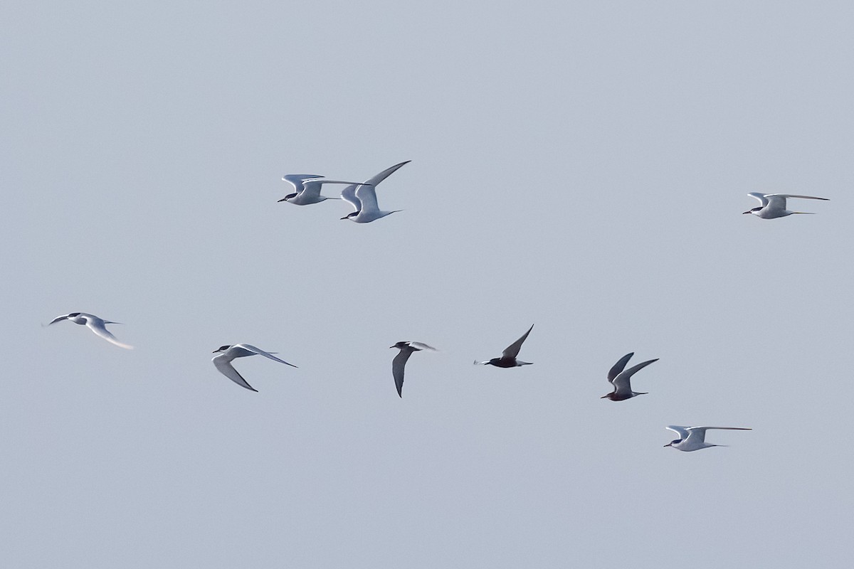 מירומית שחורה - ML646917718