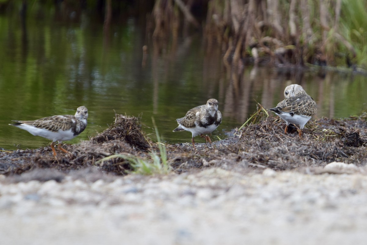 Vuelvepiedras Común - ML646917750