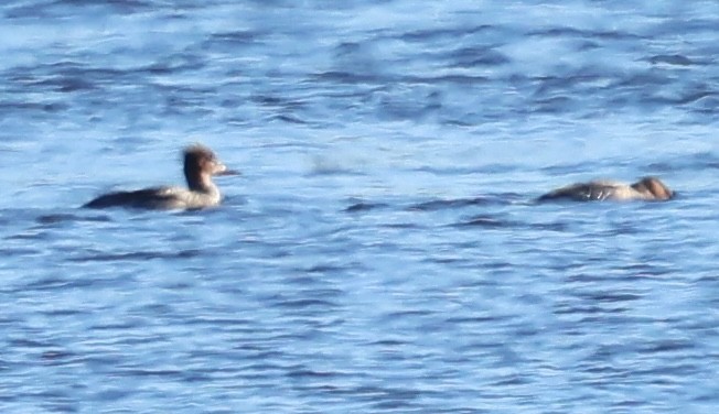 Serreta Grande - ML646917753