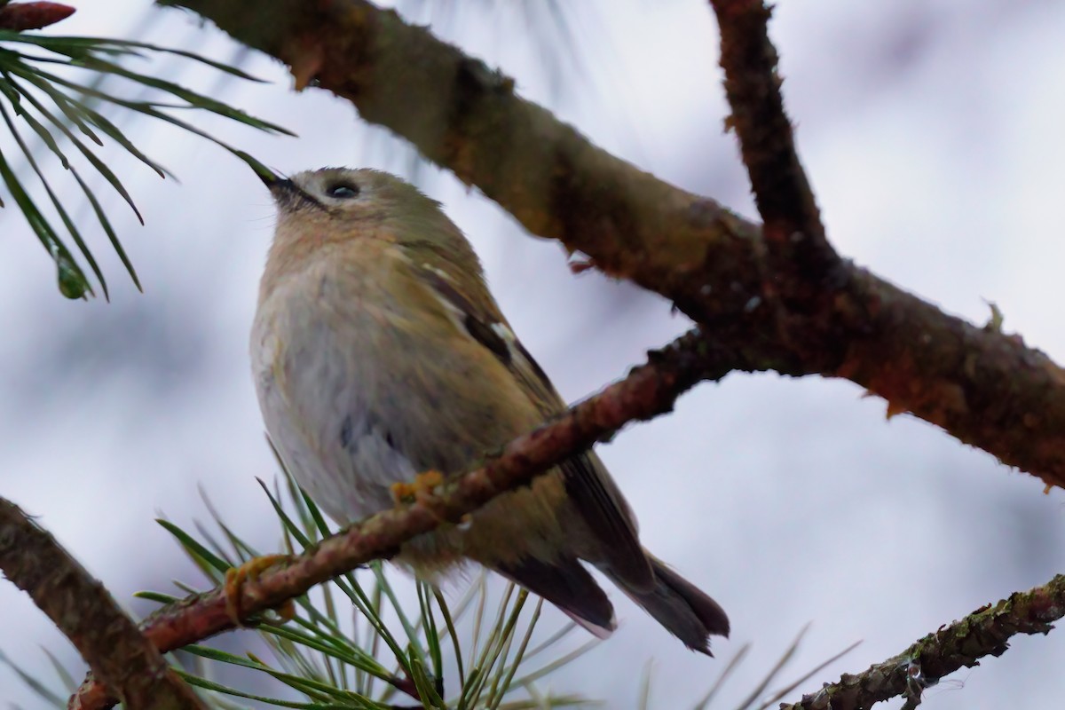 Goldcrest - ML646917754
