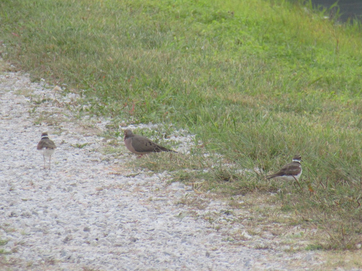 Killdeer - ML646917755