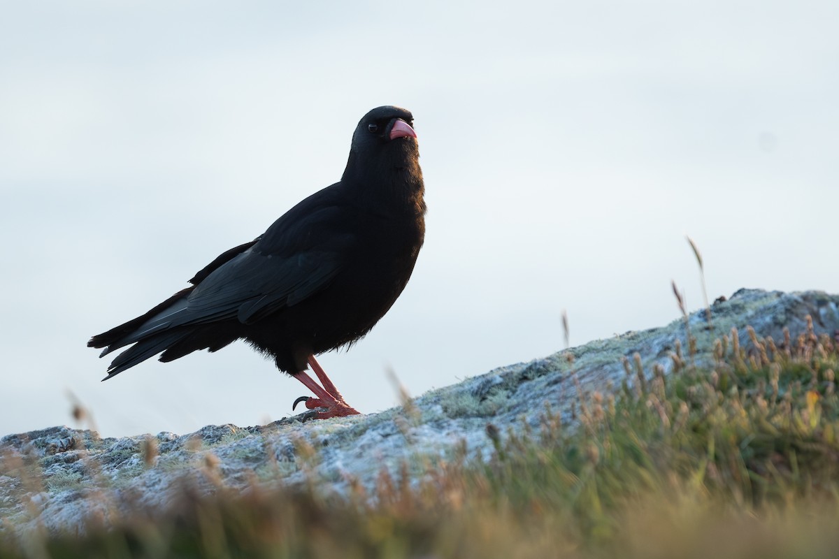 Red-billed Chough - ML646917772