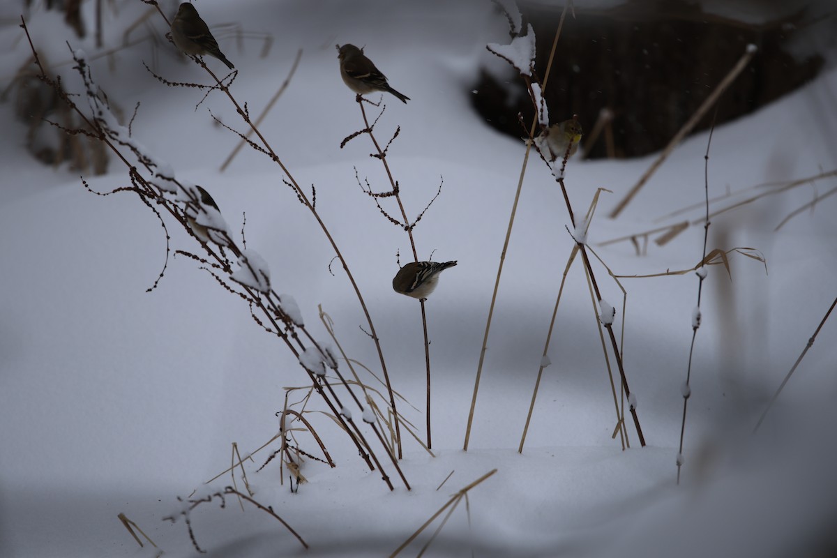 American Goldfinch - ML646917773