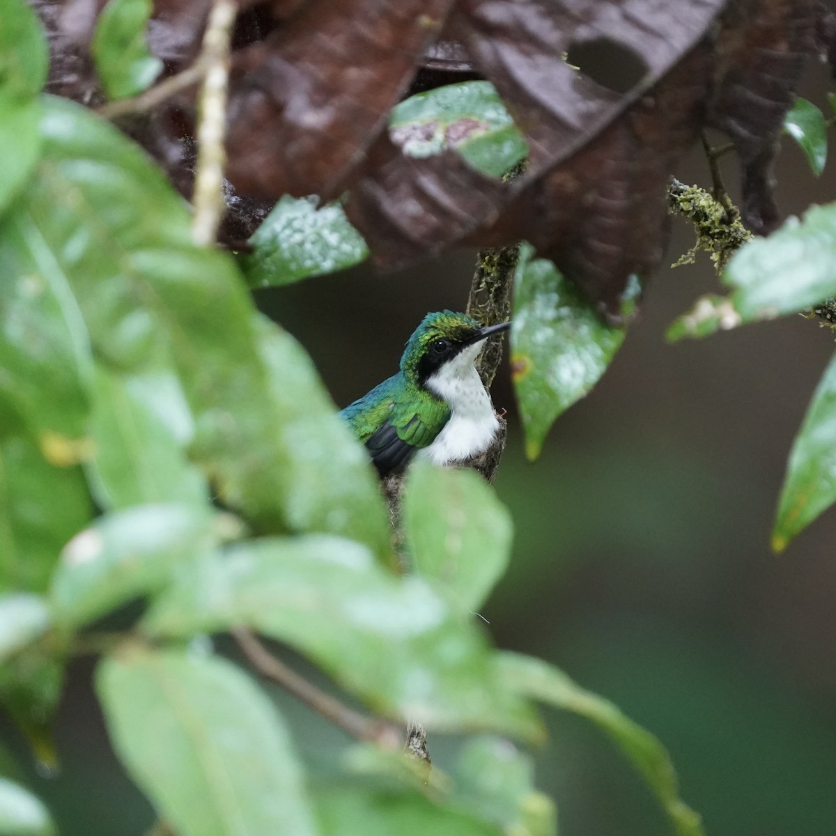 Purpurkron-Schmuckkolibri - ML646917778