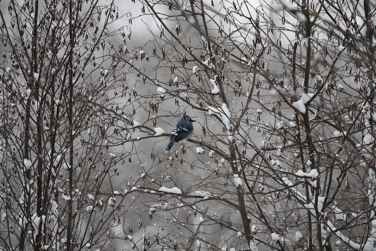 Blue Jay - ML646917782