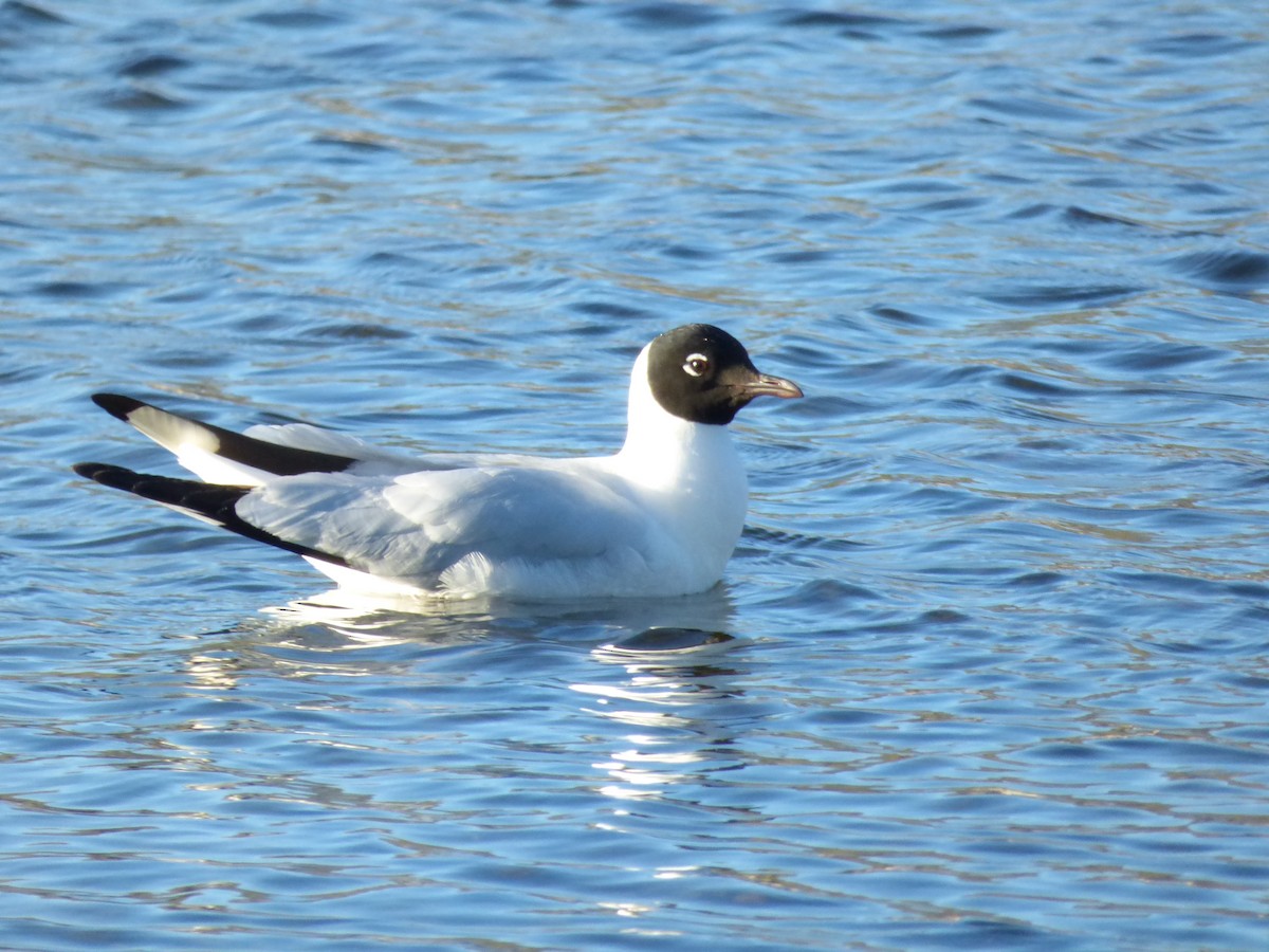 And Martısı - ML646917784