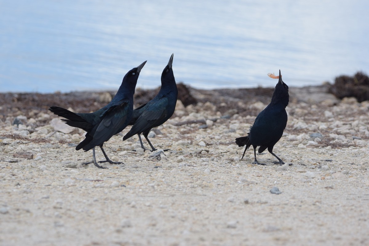 Zanate Marismeño - ML646917802