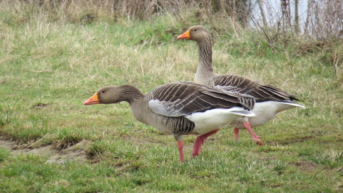 Ánsar Común - ML646917803