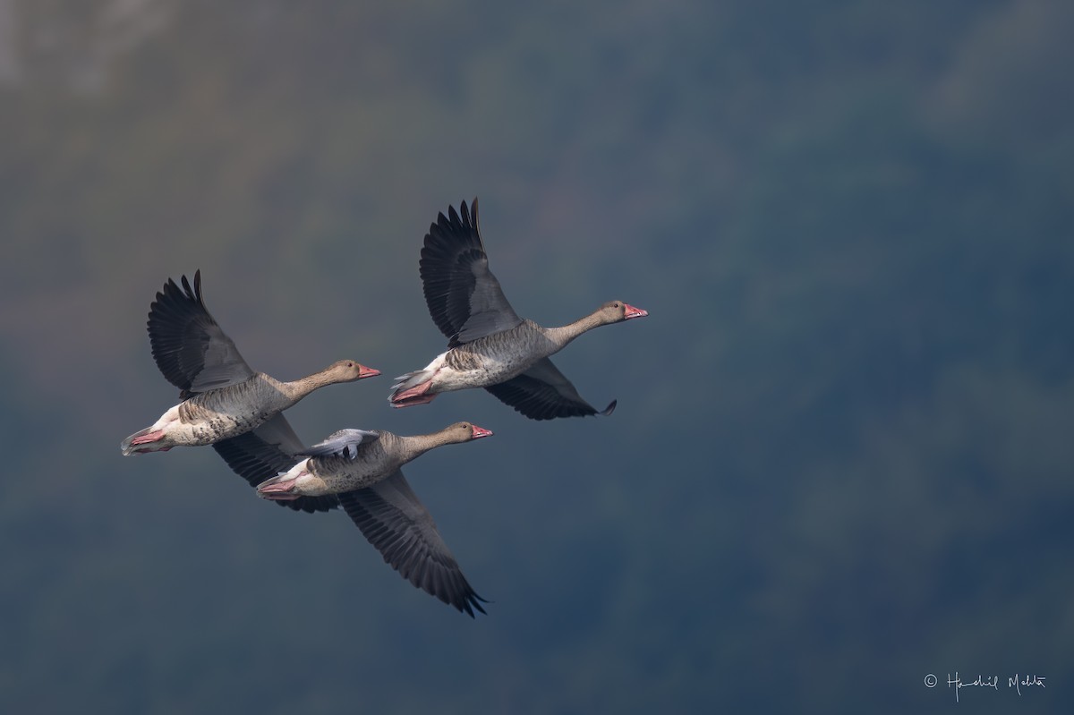 Graylag Goose - ML646917806