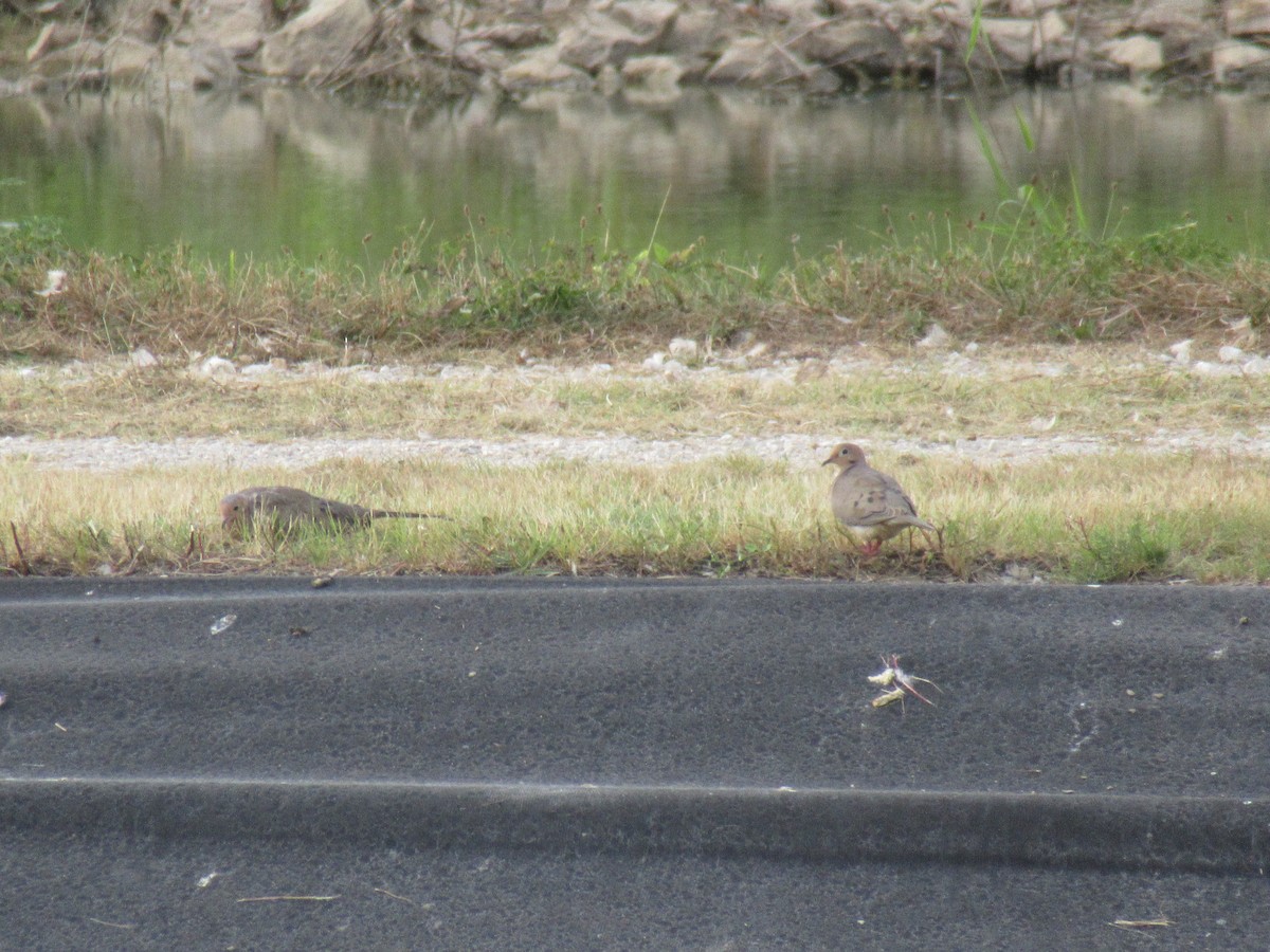 Mourning Dove - ML646917808