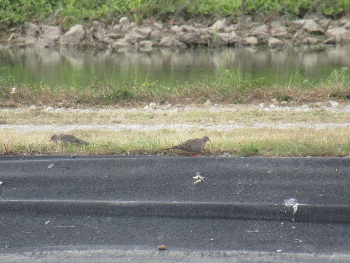 Mourning Dove - ML646917809