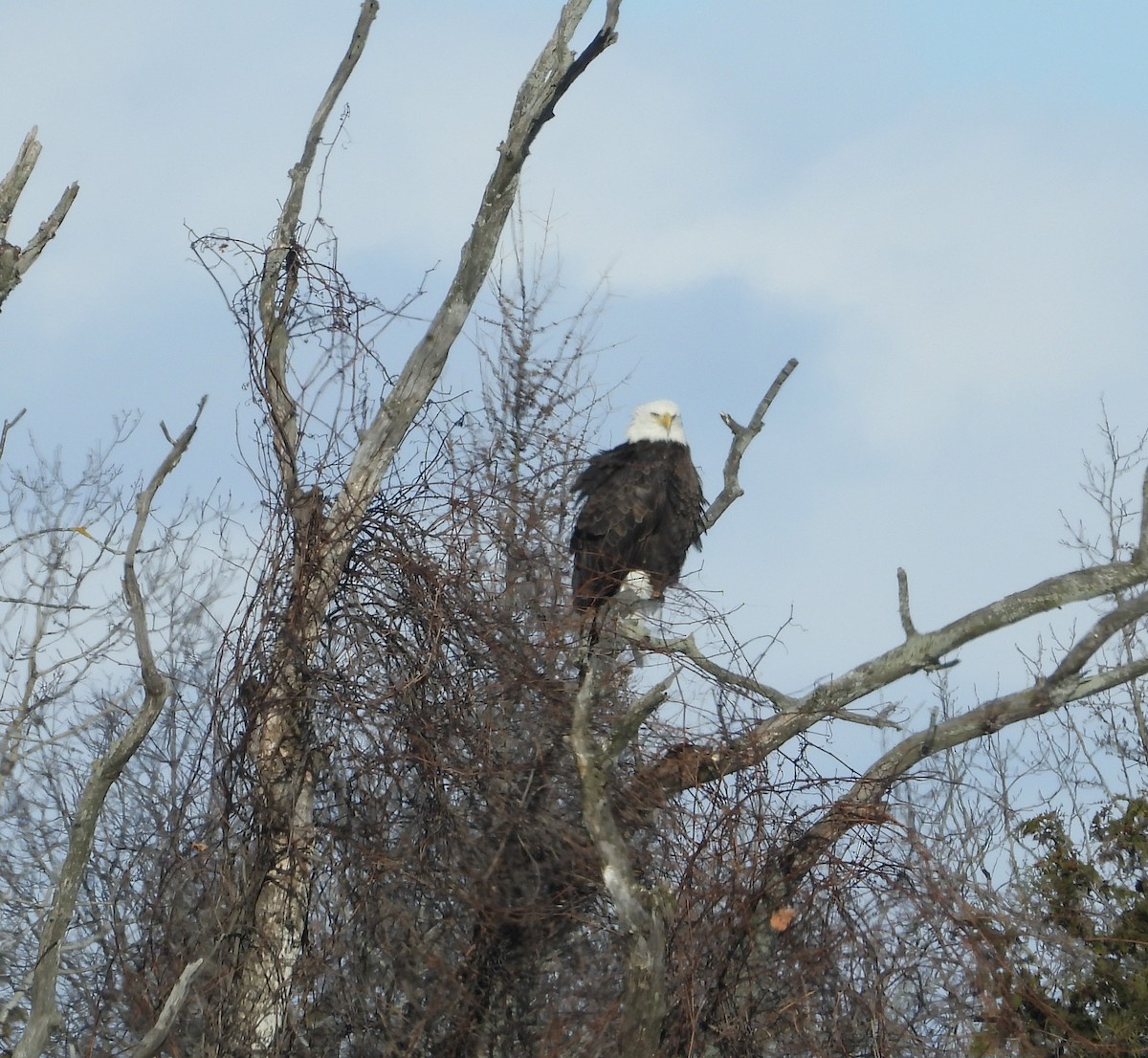 Bald Eagle - ML646917811