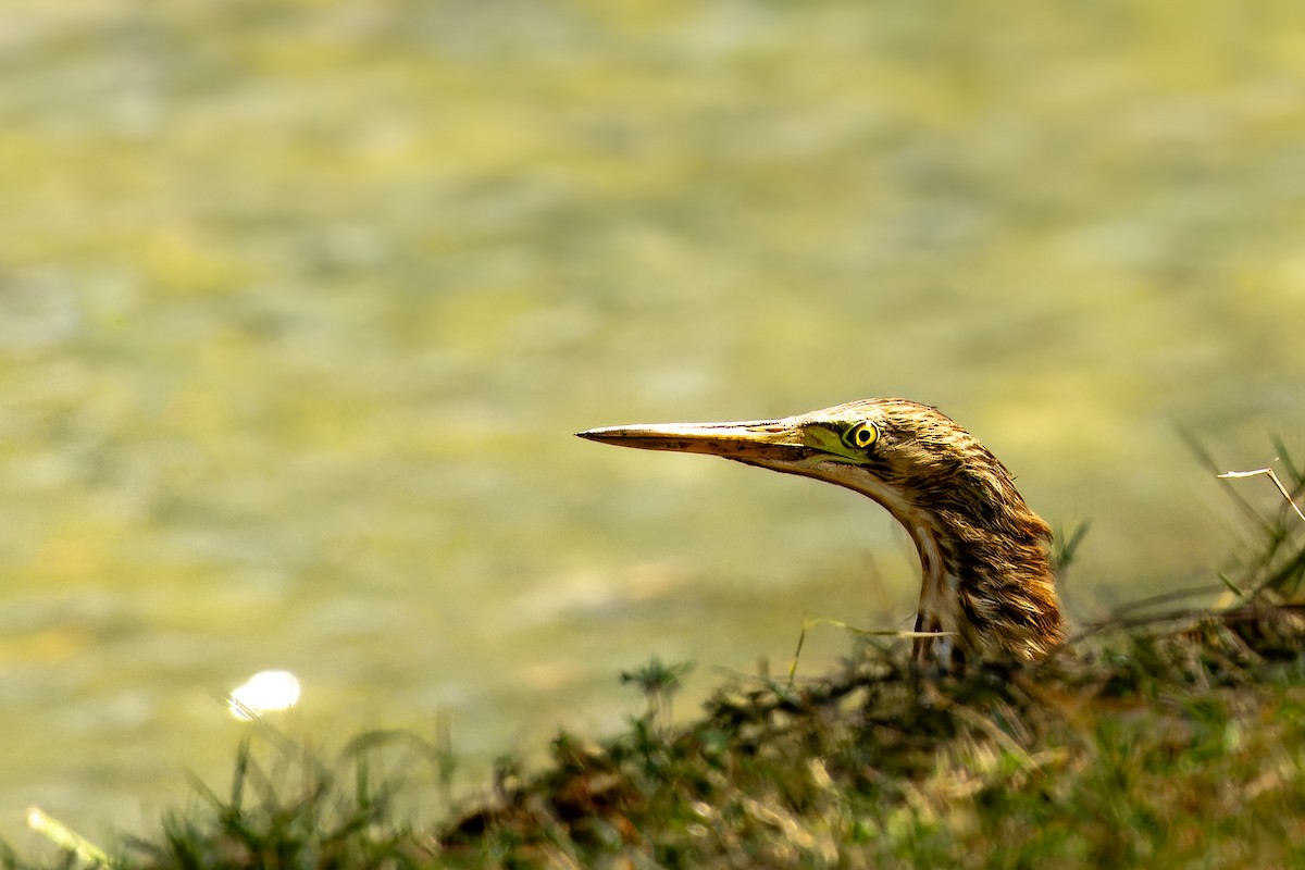 okerrørdrum - ML646917812