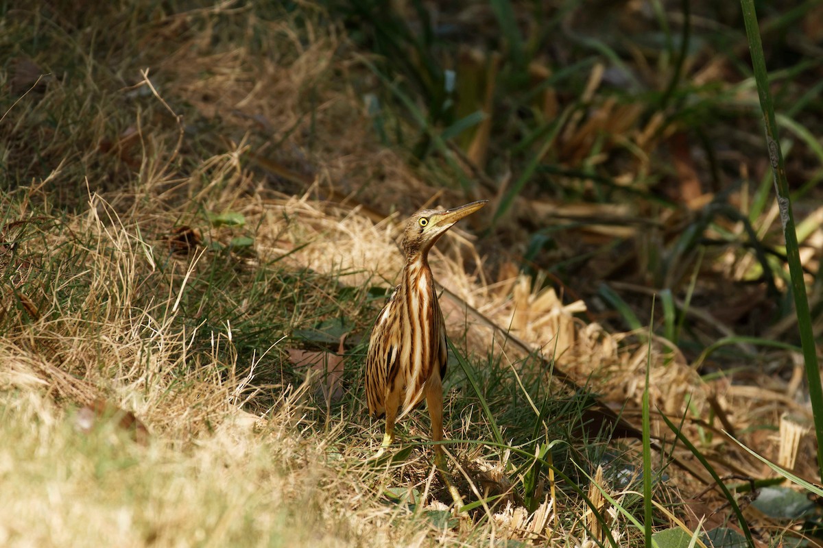 okerrørdrum - ML646917813