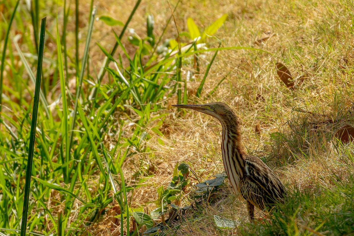 Yellow Bittern - ML646917814