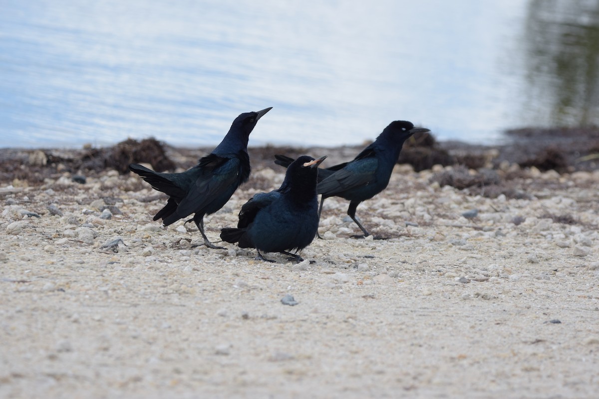 Zanate Marismeño - ML646917815