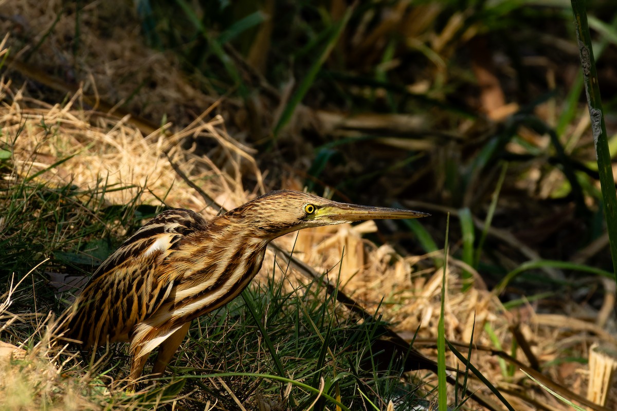 okerrørdrum - ML646917816