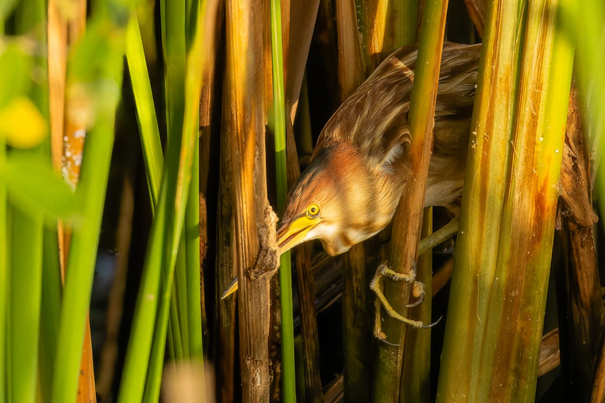 okerrørdrum - ML646917817