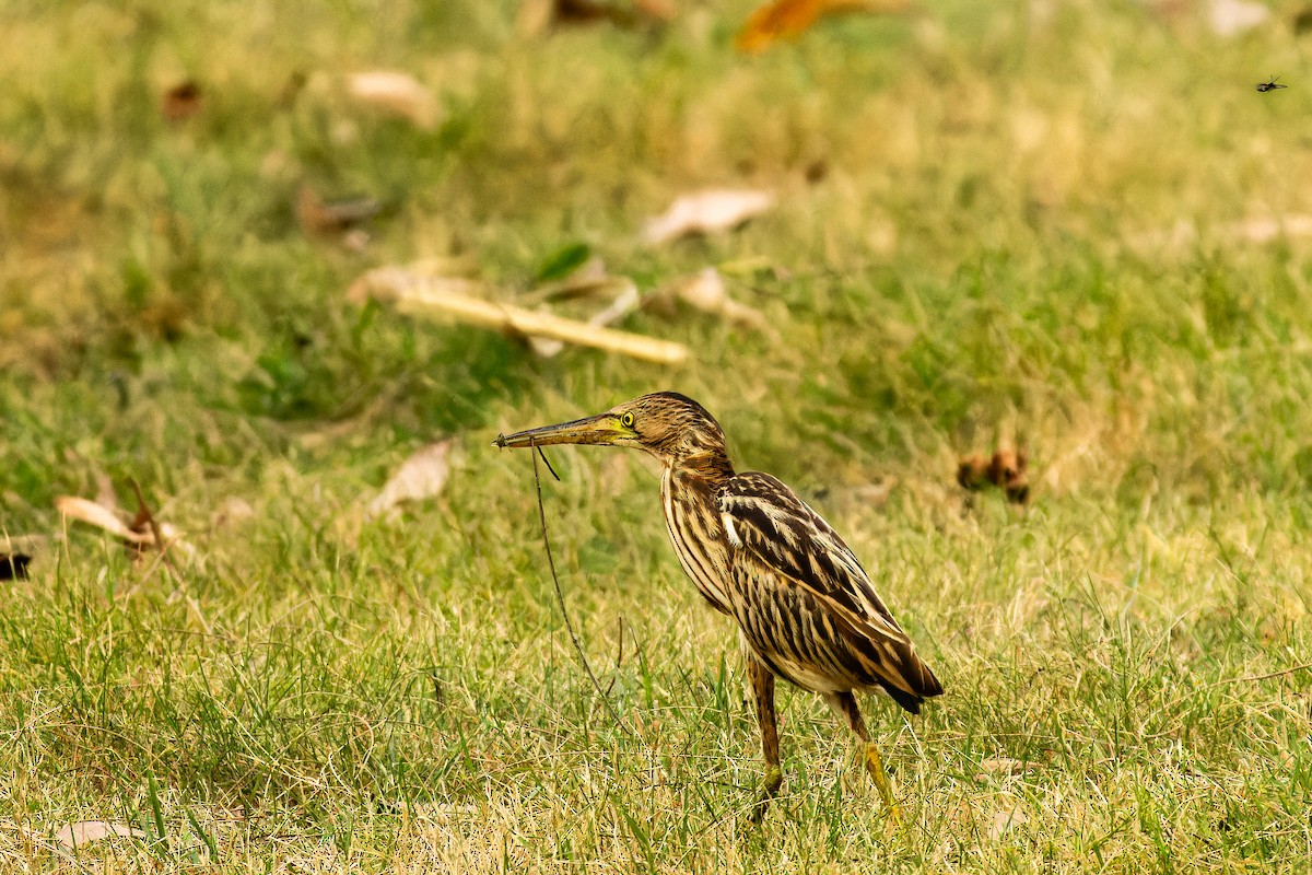 Yellow Bittern - ML646917819