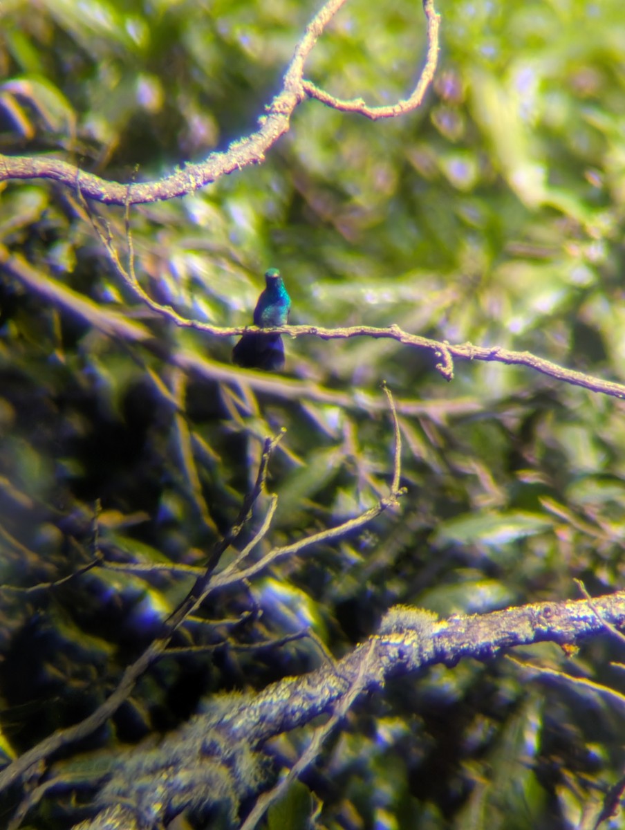 Mexican Violetear - ML646917820