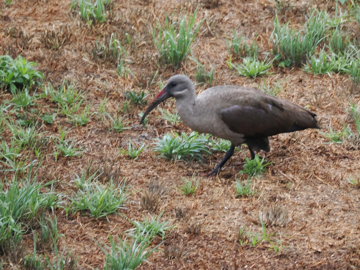 Hadada Ibis - ML646917823