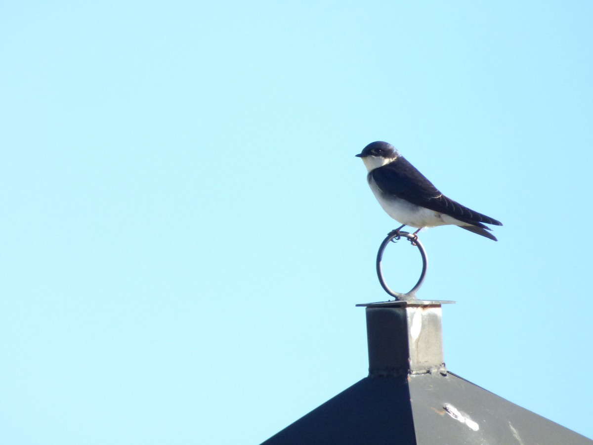 Chilean Swallow - ML646917828