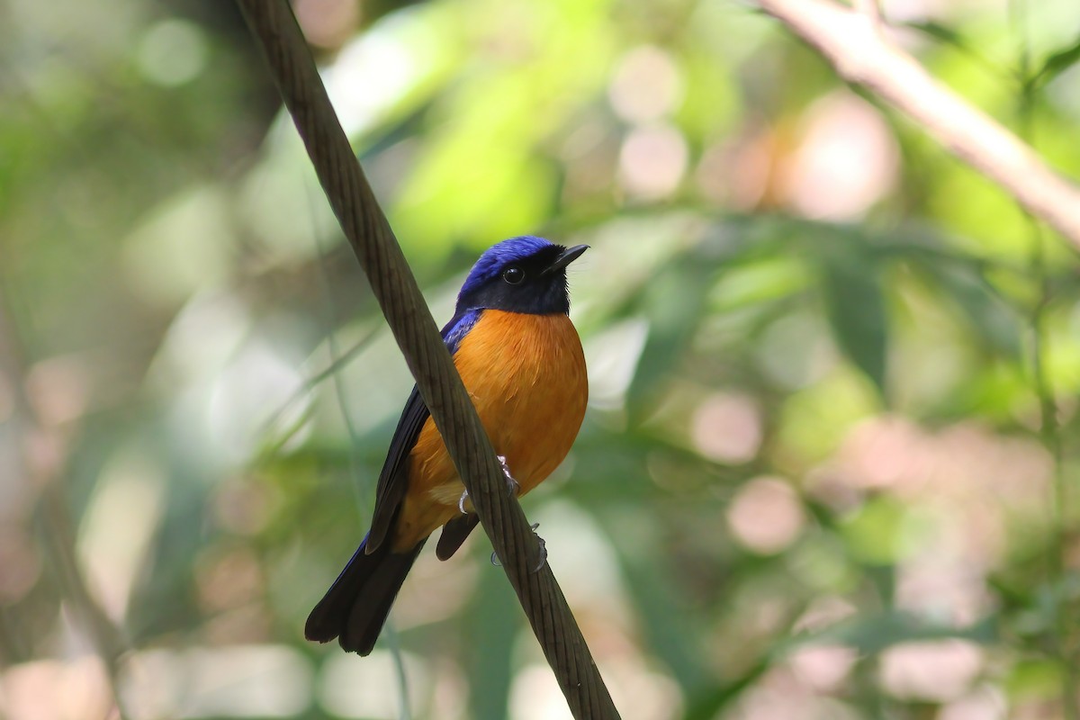 Rufous-bellied Niltava - ML646917830