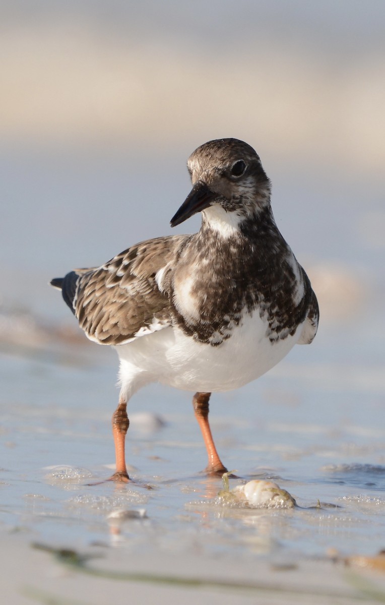 Ruddy Turnstone - ML646917831