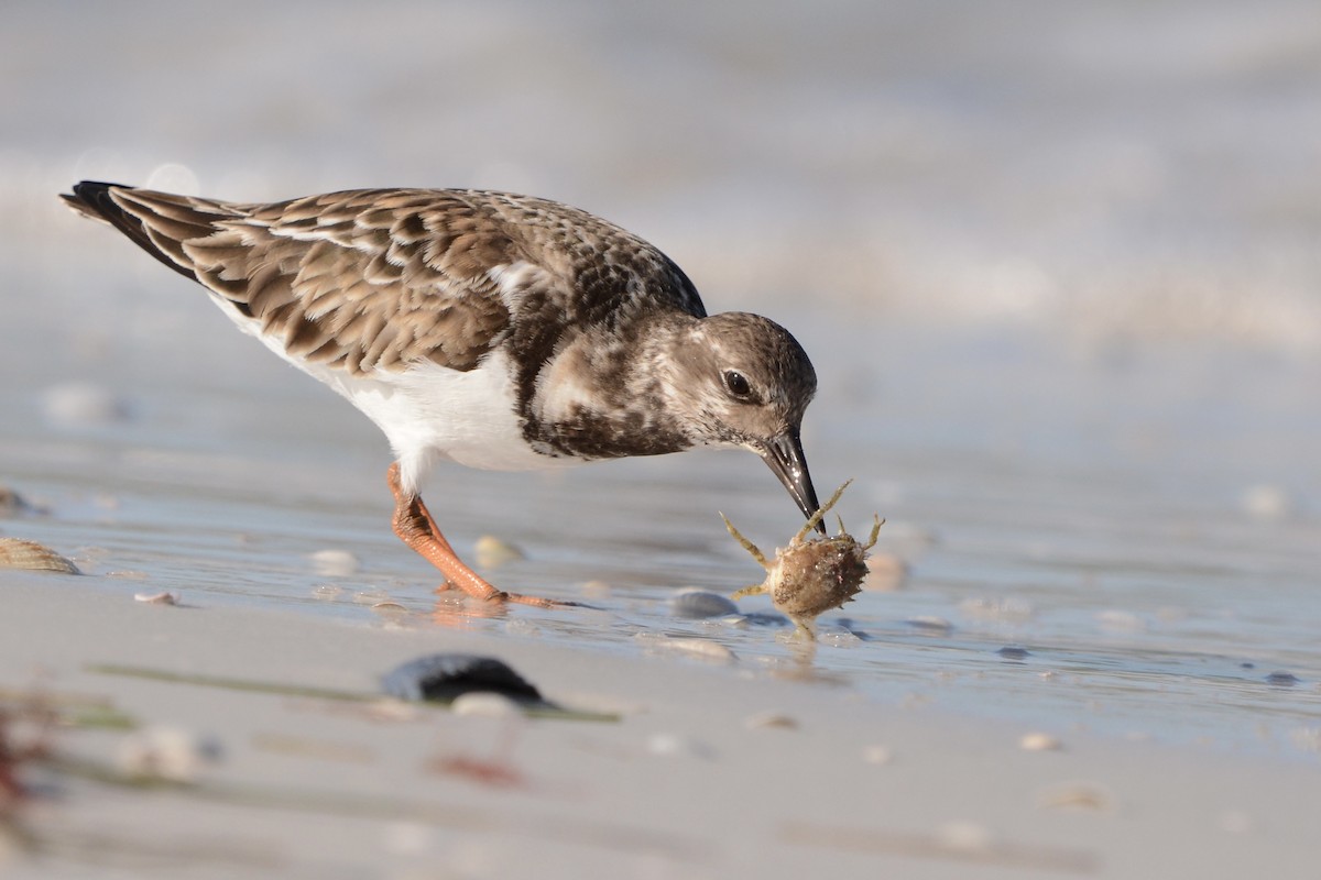Ruddy Turnstone - ML646917832