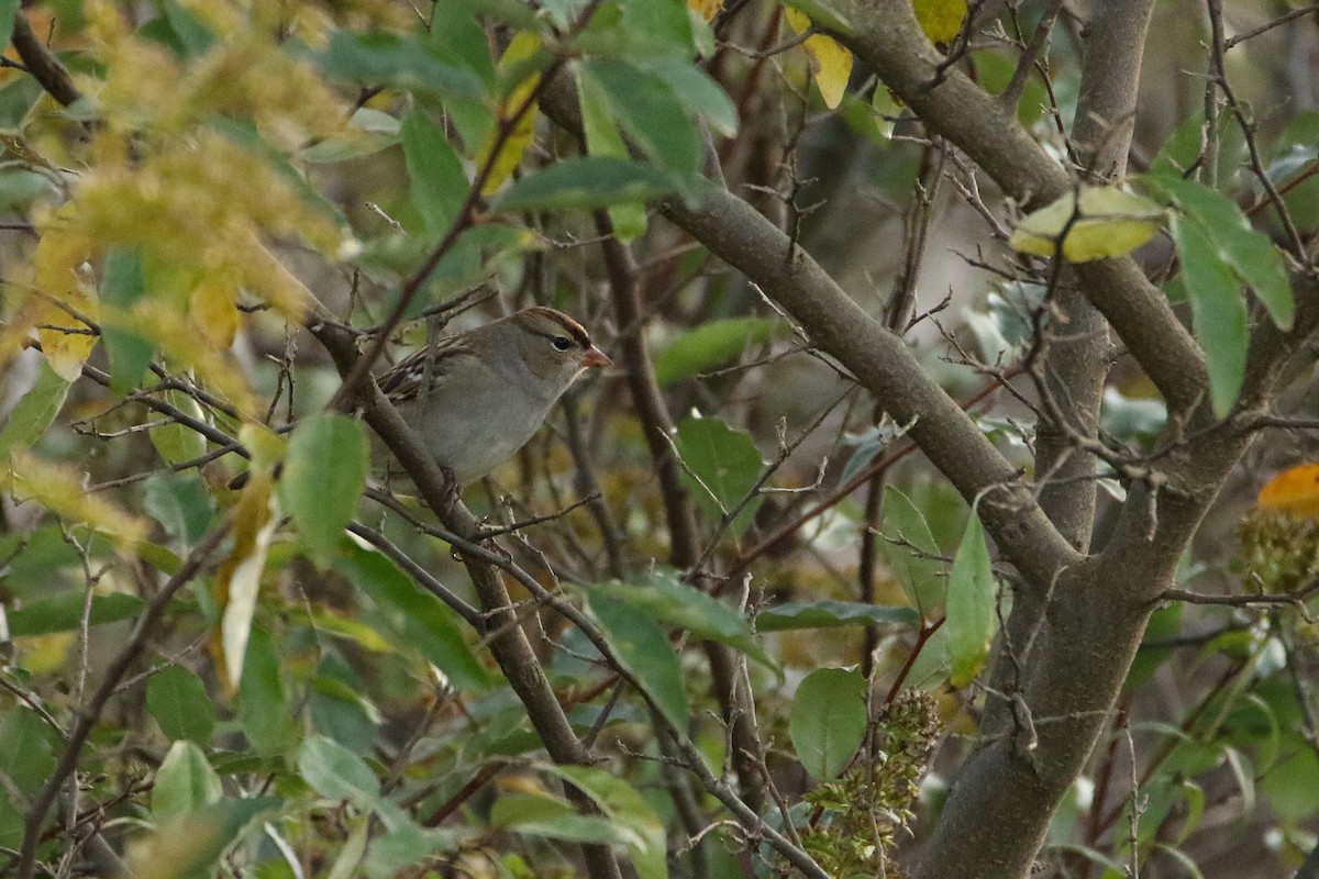 White-crowned Sparrow (Dark-lored) - ML646917834