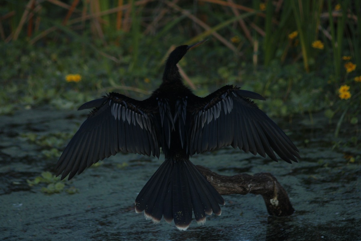 Anhinga - ML646917836